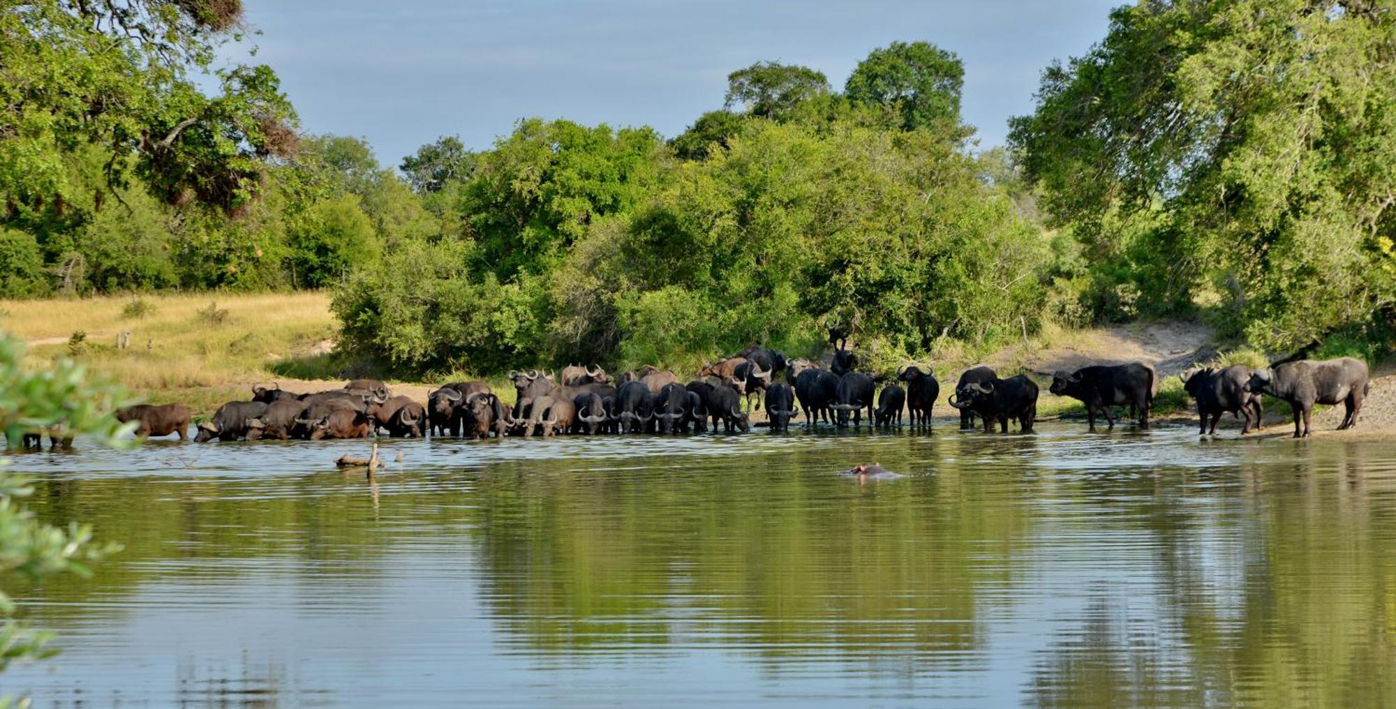 Rhino Walking Safaris Hotel Скукуза Екстериор снимка