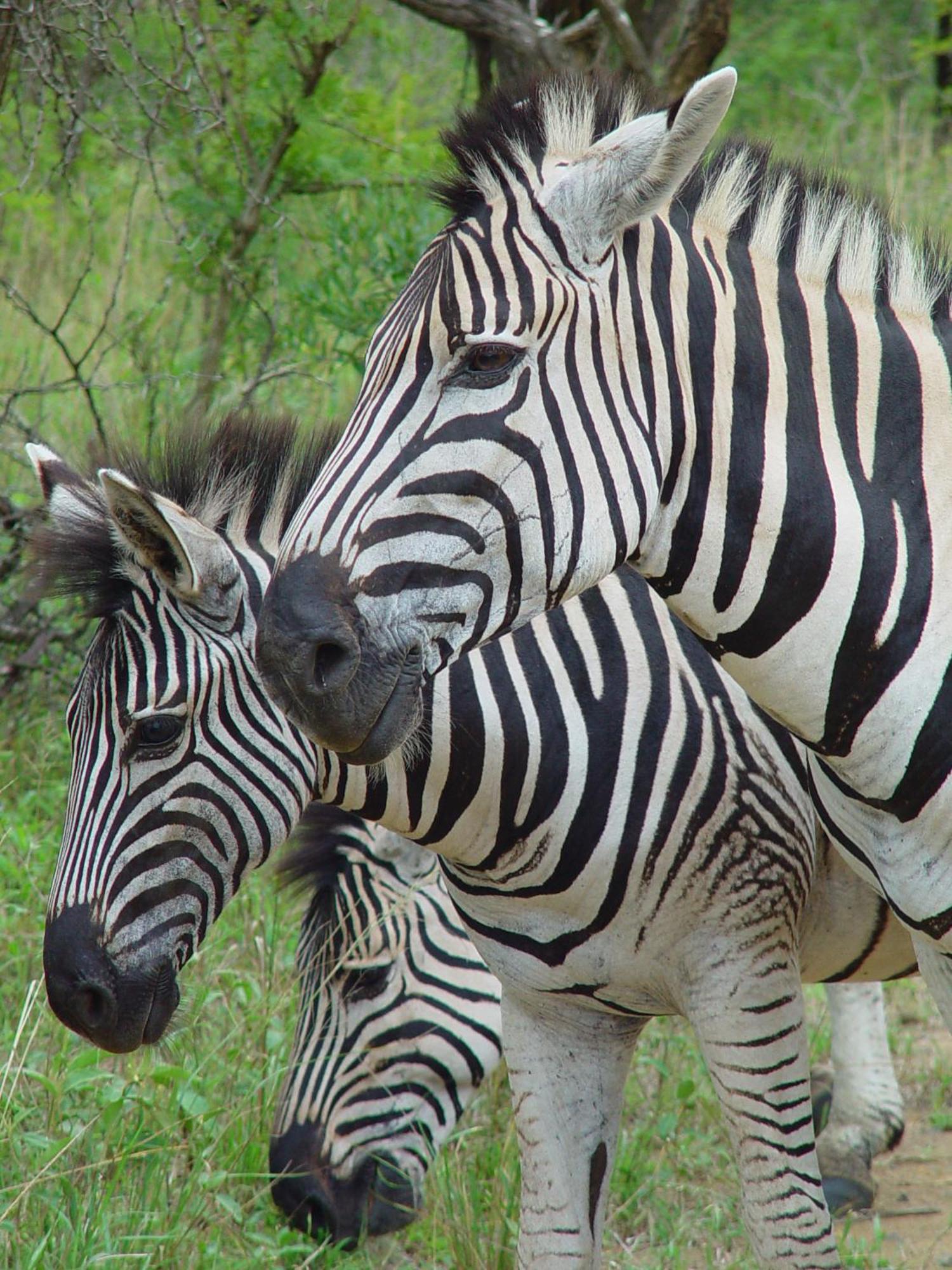 Rhino Walking Safaris Hotel Скукуза Екстериор снимка