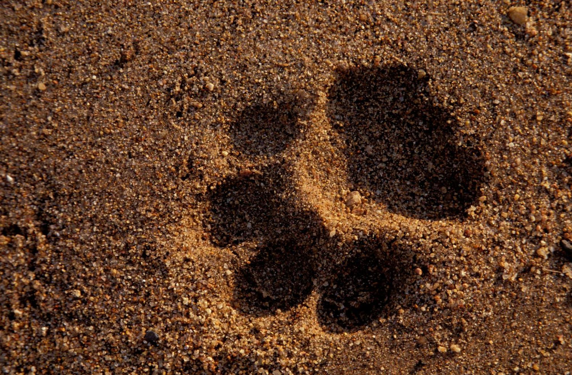 Rhino Walking Safaris Hotel Скукуза Екстериор снимка